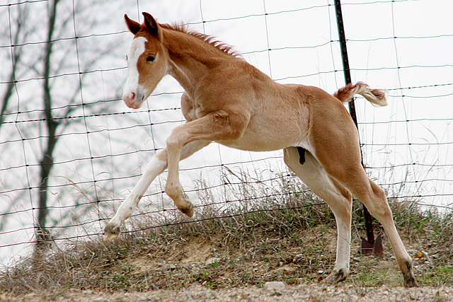 Leaping Into Action!