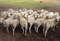 Candidly Herd