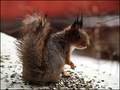 Showy squirrel