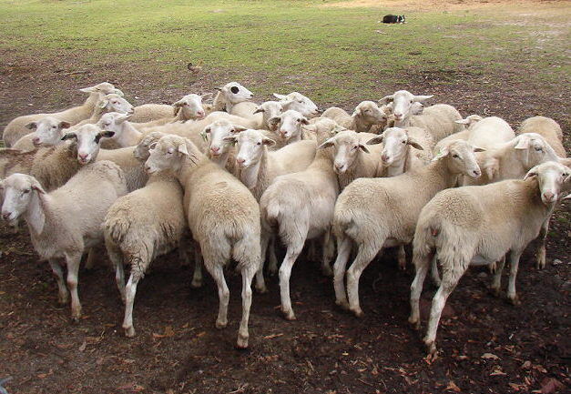 Candidly Herd