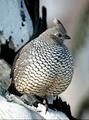 Wildlife Biologist