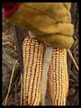 Farmer's Harvest