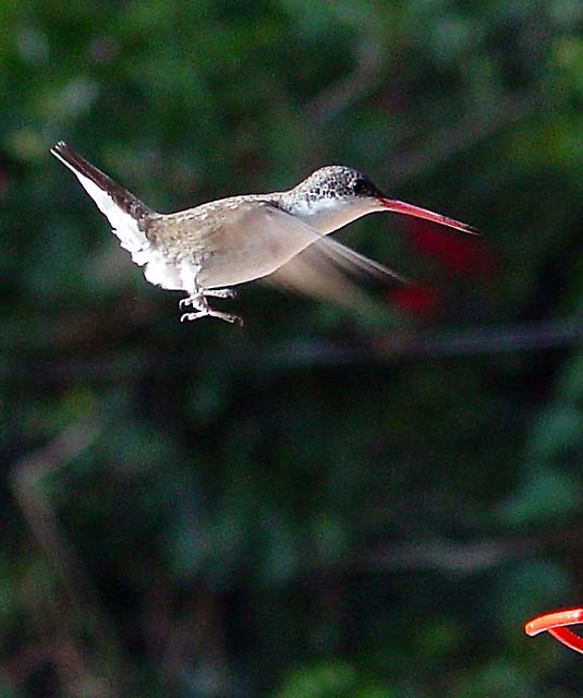 Retired - Hobby is Hummingbird Photography