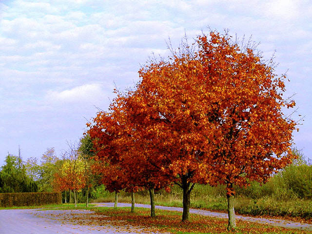 Red alameda