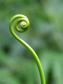 Phototropism
