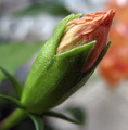 In Bloom