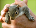 Newly Orphaned