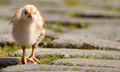 Back off, this is my patch!