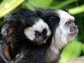 baby marmoset