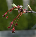 New maple leaves and seeds