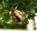 Spring Conifer