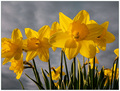 Early Daffodils, Clearing Storm