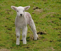 New Lamb
