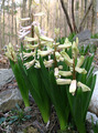 NEW FLOWER GARDEN,OLD ROCK GARDEN