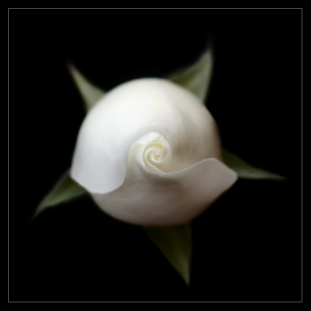 Vernal Rose