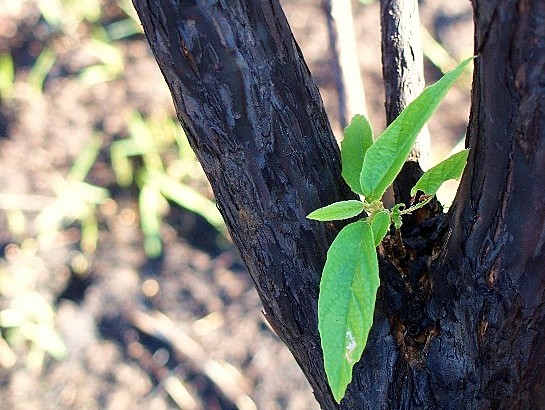 New Growth After The Fire