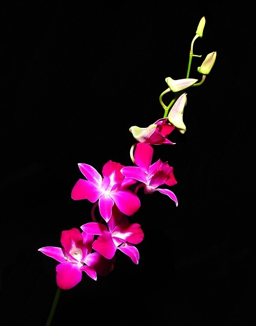 Budding Orchids