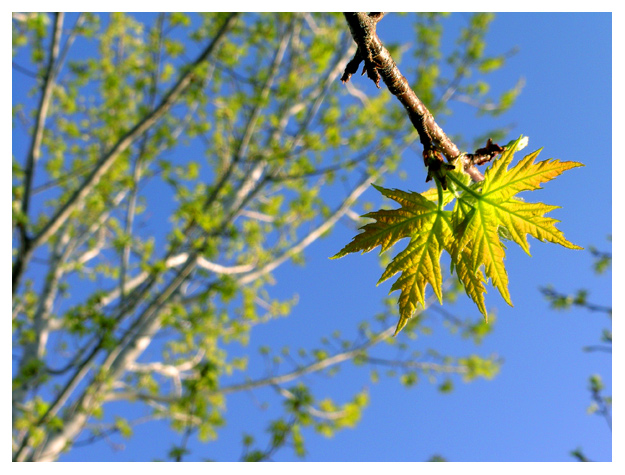 New Leaves