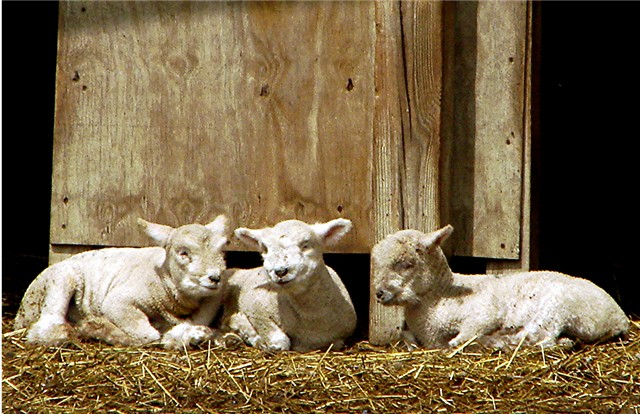 Three Sweet Lambs
