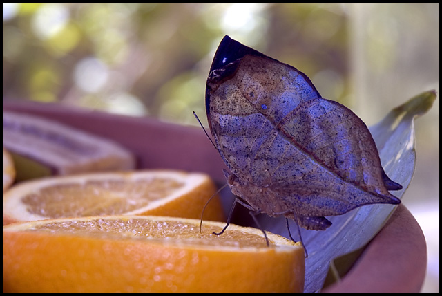 Indian Leaf Wing