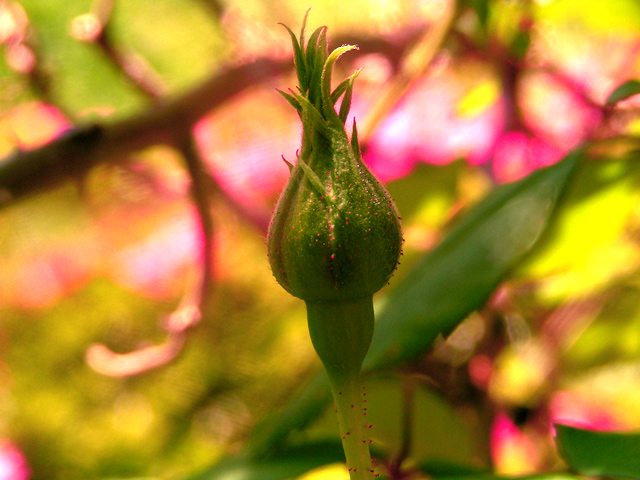 New life budding