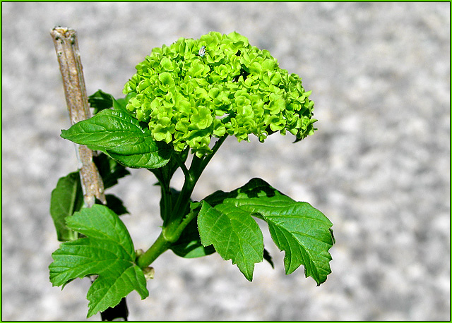 New Spring Growth