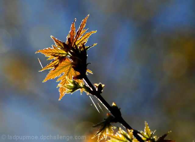 New Maple Leaves