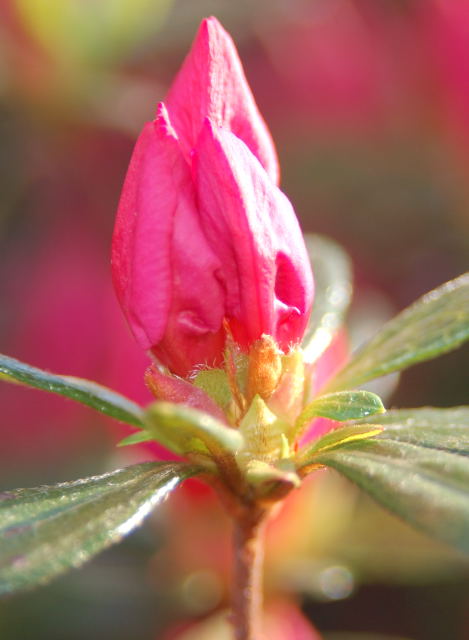 budding azalea