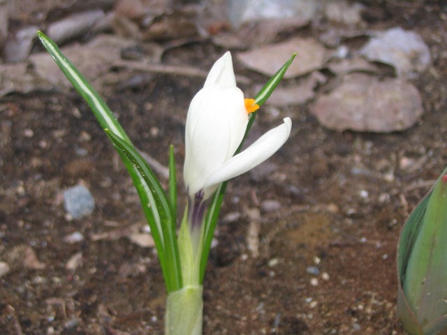 The First Crocus