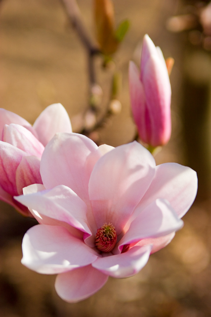 New Flower