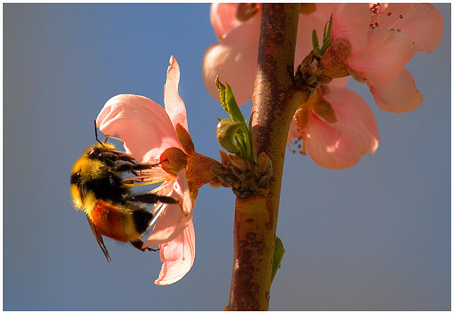 New Blossoms and Harvester