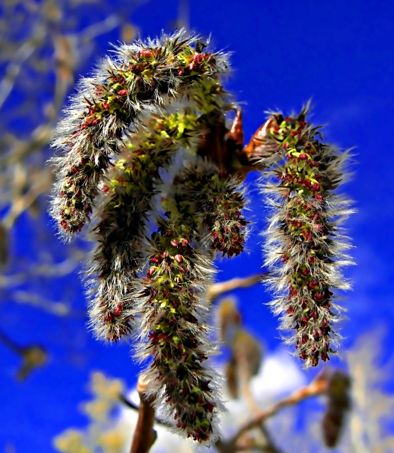 Proof of Spring