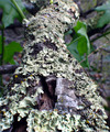 I hope this picture's to your lichen!