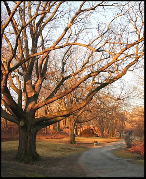 Old Oak Tree at Dawn