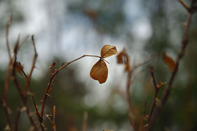 Leaves of a Rose