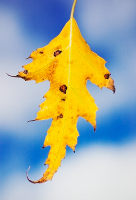 Autumn leaf