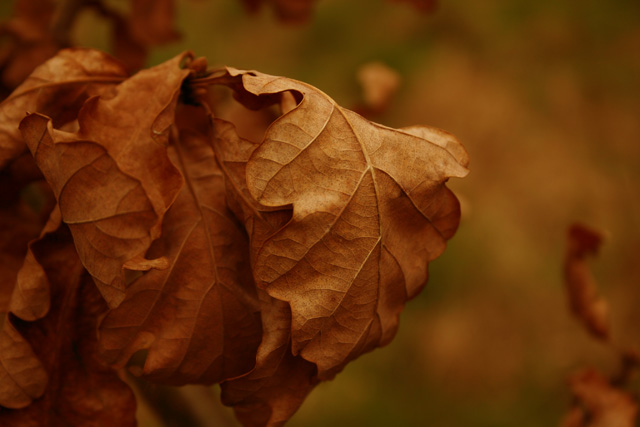 Autumn Unfallen