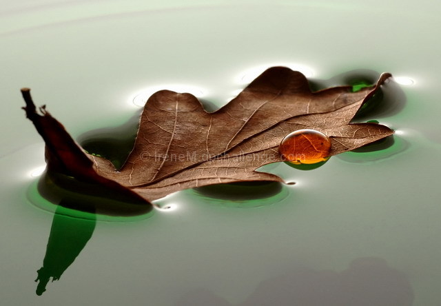 old leaf, floating....