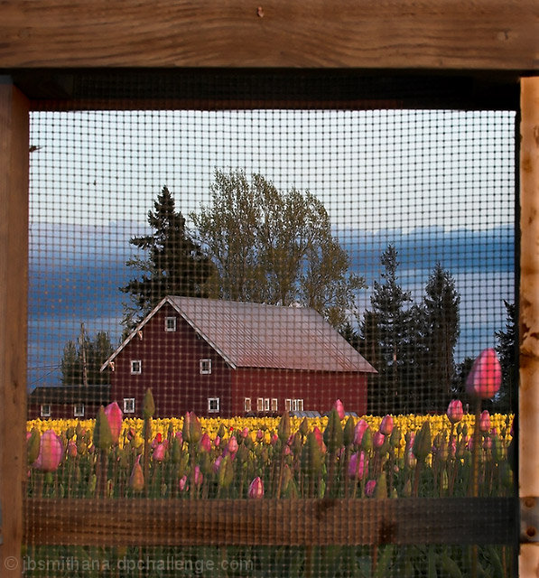 View From the Chicken Coupe at Sunset