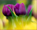 Seeing Purple Through Yellow