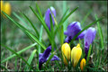 Spring Flowers