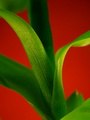 Lucky Bamboo