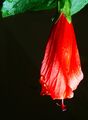 Hibiscus rosasinensis
