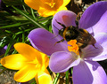 First Bee of Spring
