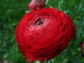 Ranunculus