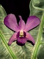 Orchid