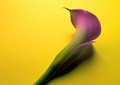 Calla Lily