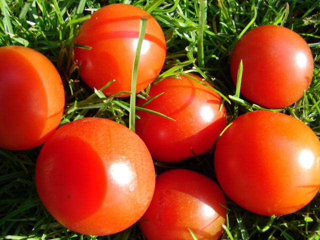 tomatoes