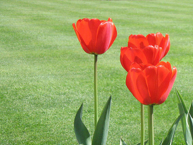 tulipani