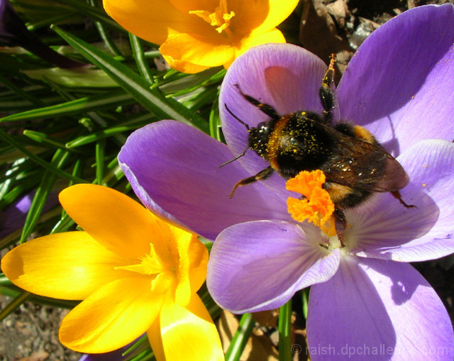 First Bee of Spring